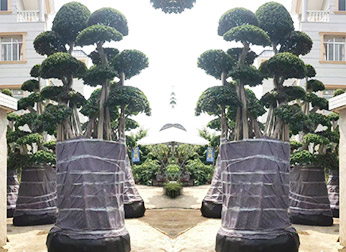 高大植物出口